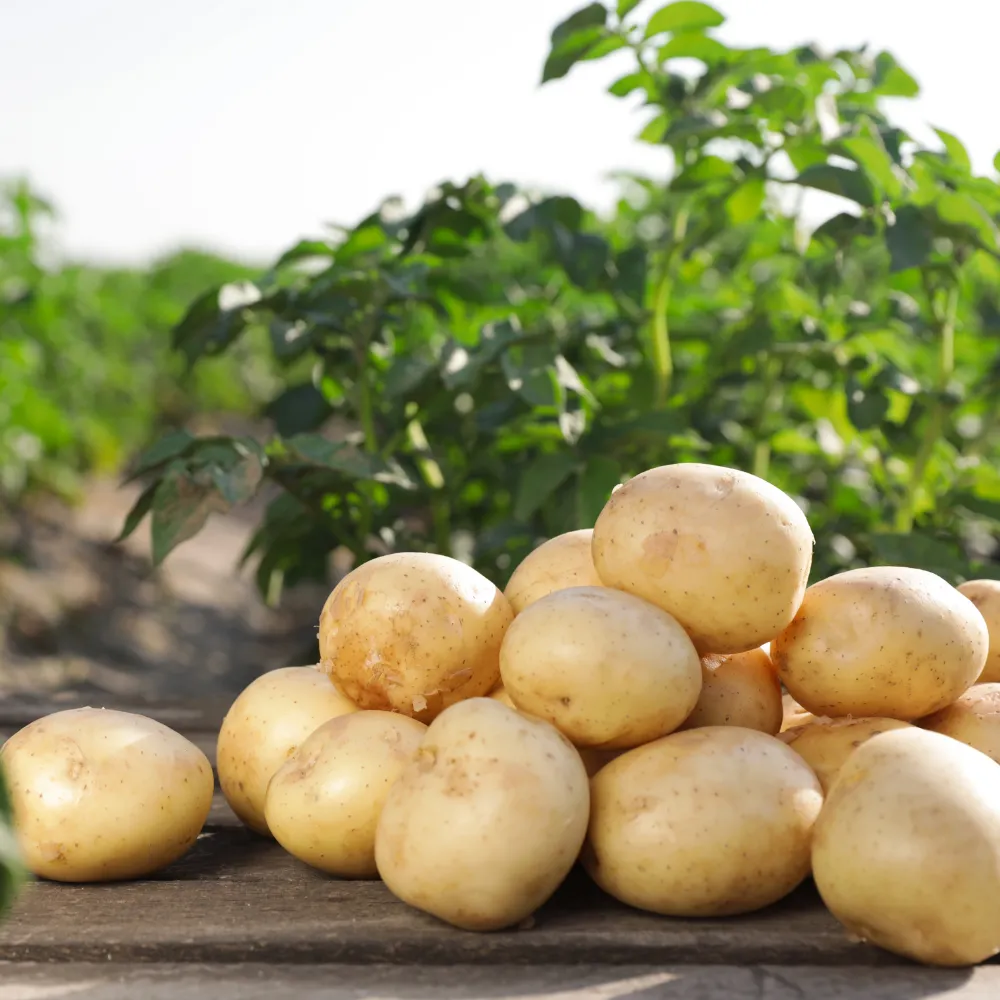 Ziemniaki młode białe Arrowe EKO 1000 g